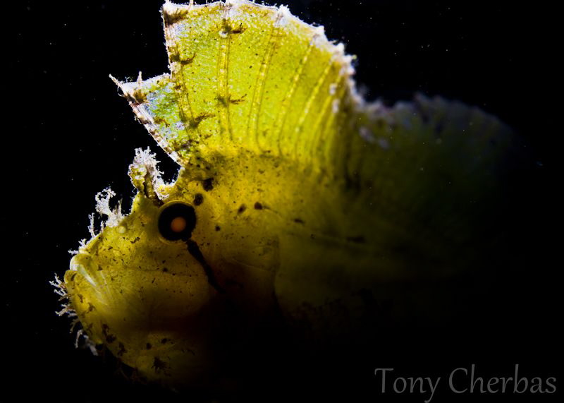 Leaf Light by Tony Cherbas 