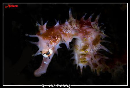 PS to black background by Ken Keong 