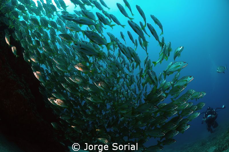 A shoal of bastard grunts at the forefont and my buddy, A... by Jorge Sorial 