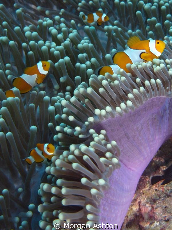 Clownfish Party. Raja Ampat. Sea and Sea DX-2G. by Morgan Ashton 