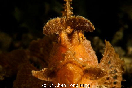 60mm, D200 by Ah Chan Fong Ming 