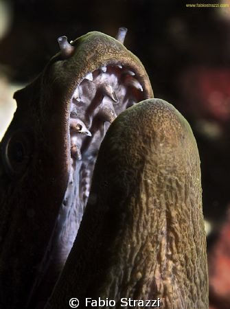 DENTAL HYGIENE
Panasonic GF1, Macro Leica 45mm. 10bar ho... by Fabio Strazzi 