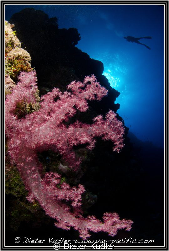 Diving with Will at Lionfish Wall, Yap Island, Micronesia by Dieter Kudler 