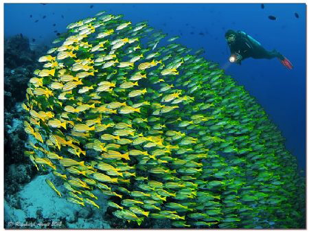 - Dances with shoals -
 by Reinhard Arndt 
