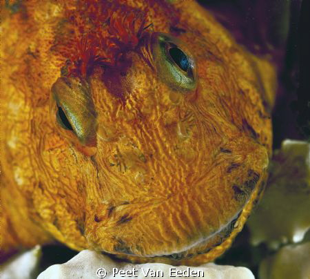 A friendly blenny by Peet Van Eeden 