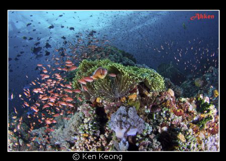 taken in Anilao by Ken Keong 