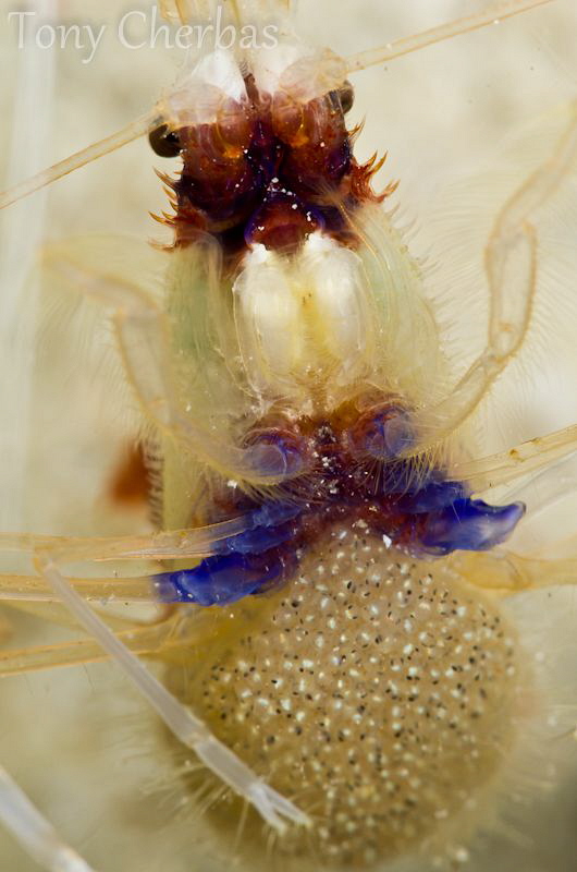Banded Coral Shrimp with Eggs by Tony Cherbas 