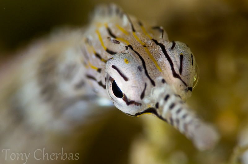 The Pied Pipefish by Tony Cherbas 