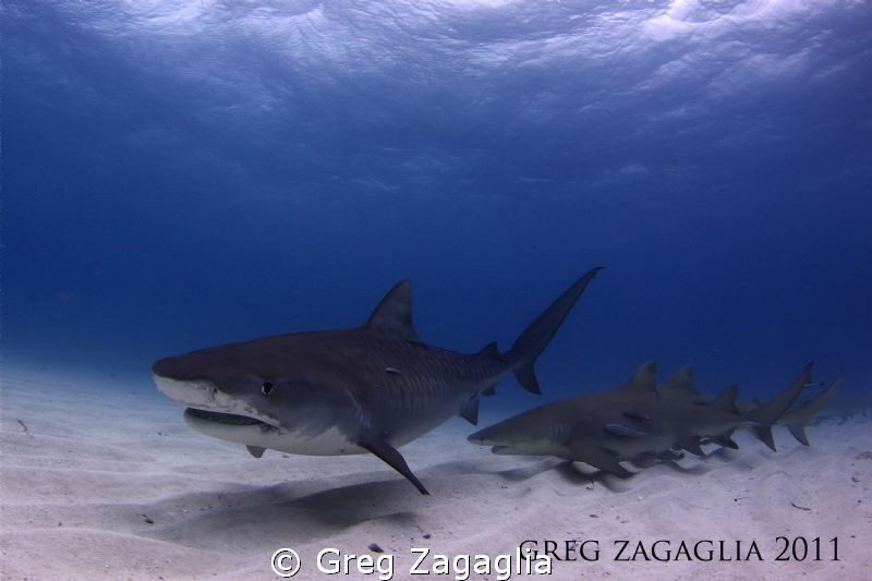 Tiger Beach 1/2011  Optical Illusion or not?  There are 2... by Greg Zagaglia 