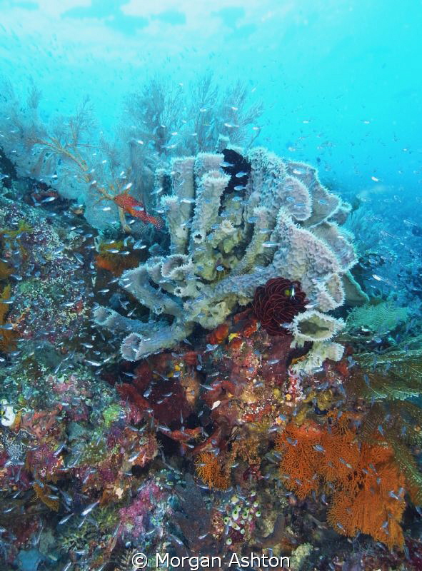 Tube Sponge. Note: dark shadows top left are schooling Bu... by Morgan Ashton 
