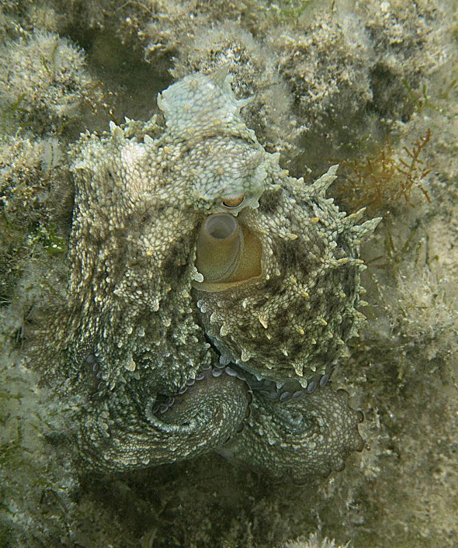 octo story (6th of six images):
Take a last image. Story... by Chris Krambeck 