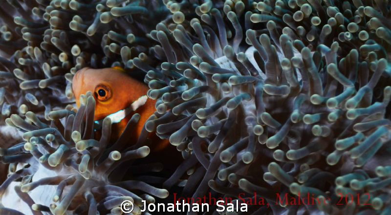 Clown Fish by Jonathan Sala 
