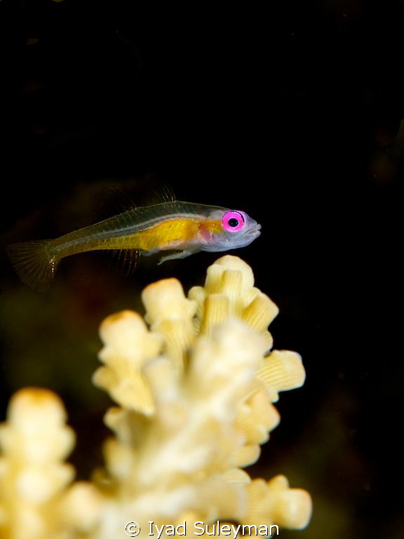 Purple-eyed goby by Iyad Suleyman 