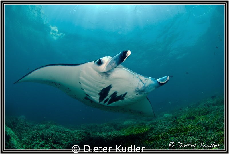 Manta at Mill Channel, Yap Island, Micronesia by Dieter Kudler 