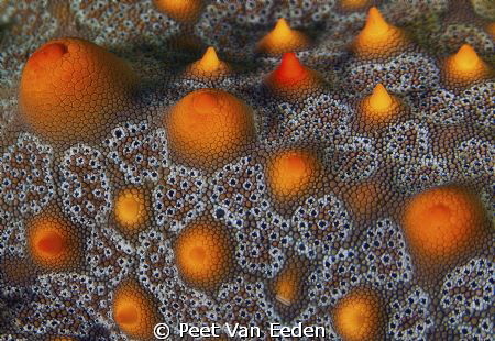 Star fish texture by Peet Van Eeden 