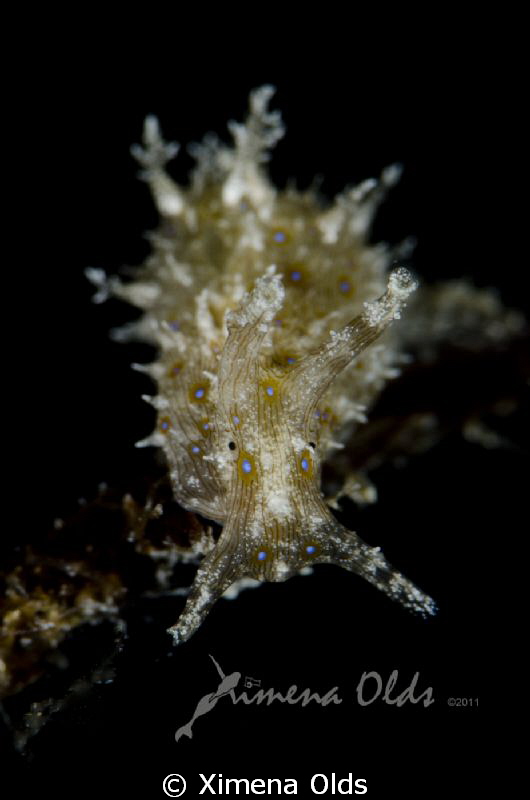 Stylochelus Striatus by Ximena Olds 