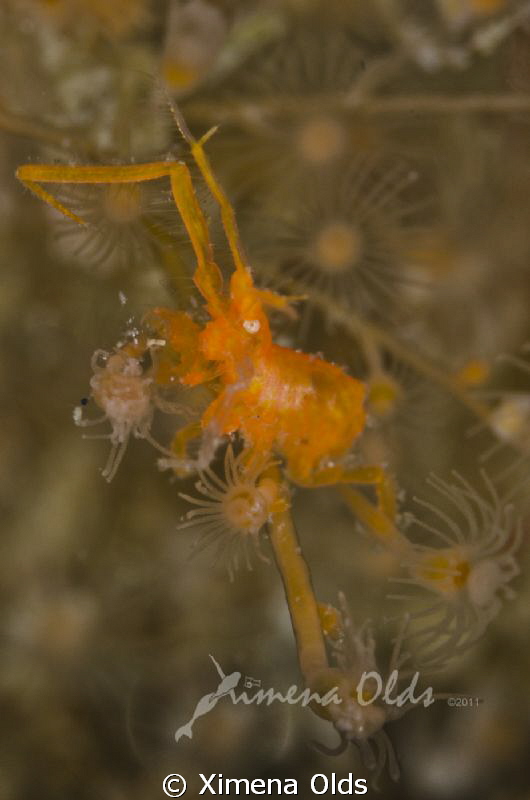 Orange Amphipod by Ximena Olds 
