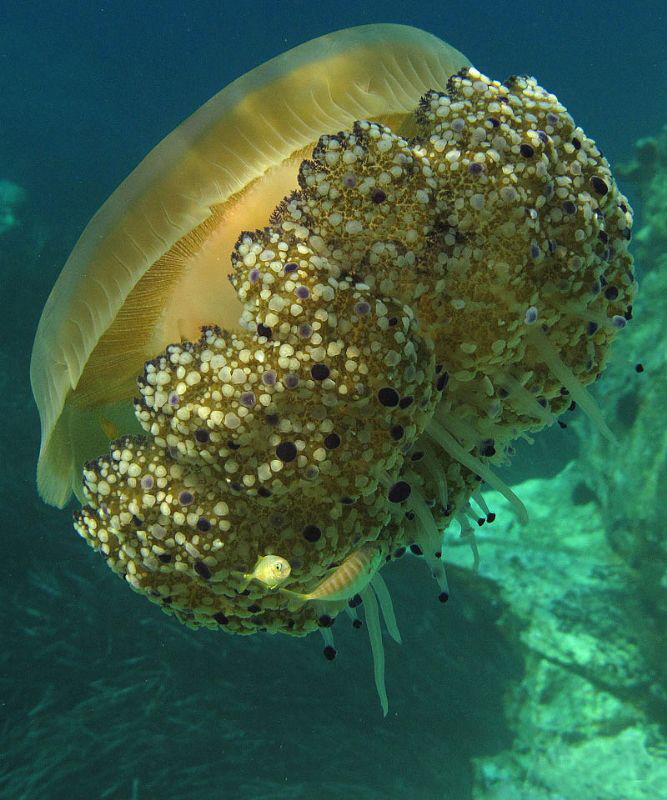 Jelly (Cotylorhiza tuberculata)
submarine offshore Paxos... by Chris Krambeck 