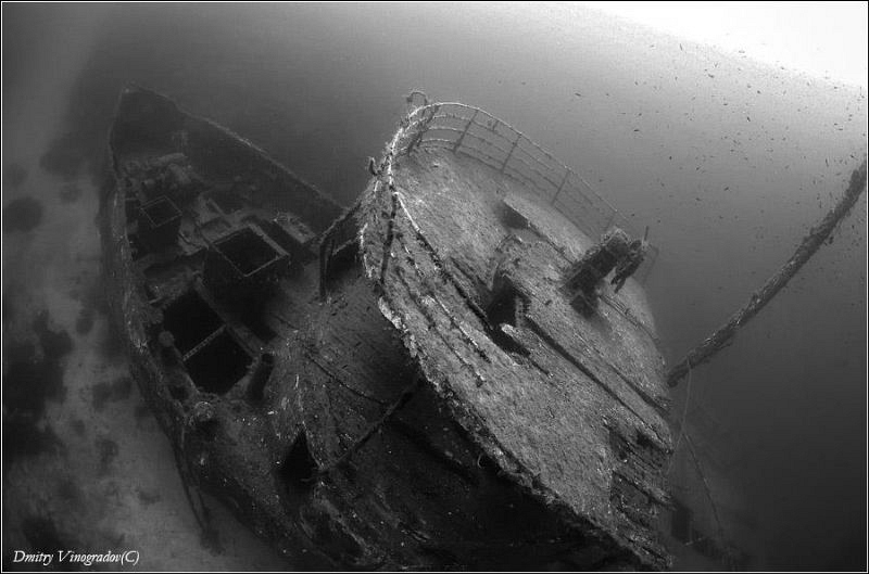 Emperial Eagle. 36 meters deep. by Dmitry Vinogradov 