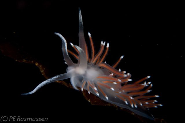Flabellina pellucida, Gulen Nudibranch Safari 2012.
Sigm... by Poul Erik Rasmussen 