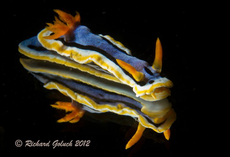 Chromodoris Annae-Lembeh by Richard Goluch 