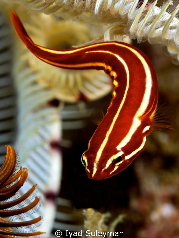 Clingfish by Iyad Suleyman 