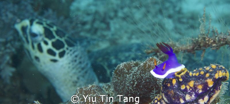 Nudi + Turtle by Yiu Tin Tang 