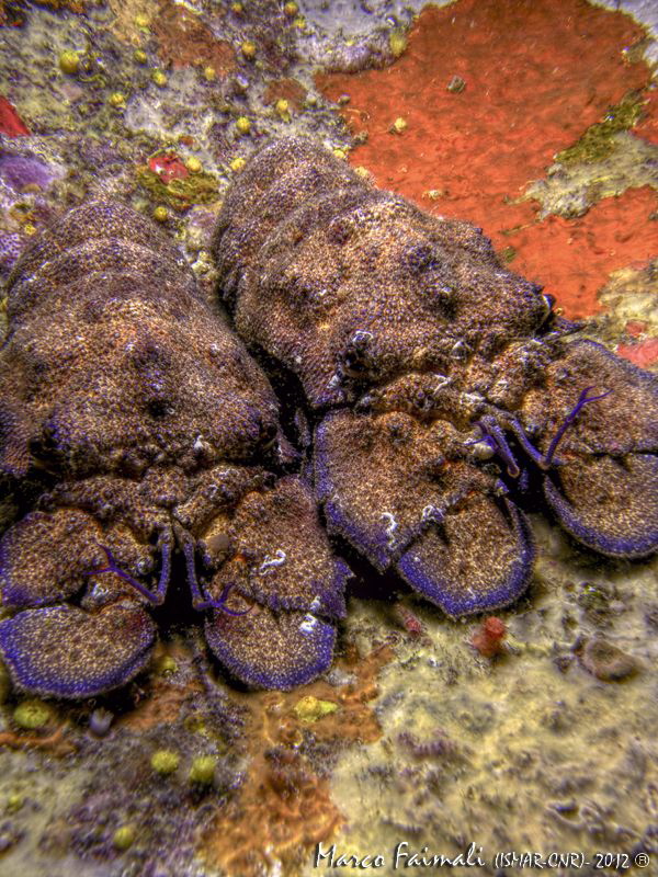 A pair of Scyllarides latus. One of the larger crustacean... by Marco Faimali (ismar-Cnr) 