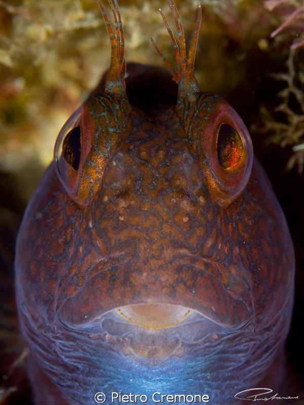 Look at me! :) by Pietro Cremone 