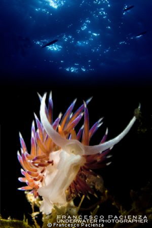 Nudi under blue sky. by Francesco Pacienza 