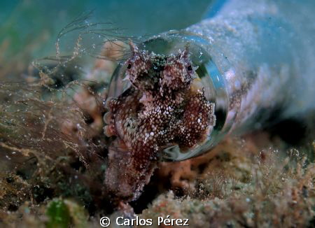 Octo In the Bottle Part I by Carlos Pérez 