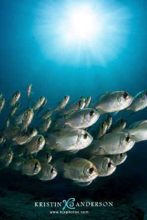 Threadfin pearl perch
Exmouth, Ningaloo Reef, Western Au... by Kristin Anderson 