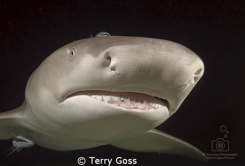 "Dark in here, innit?" - a frisky lemon (Negaprion brevir... by Terry Goss 
