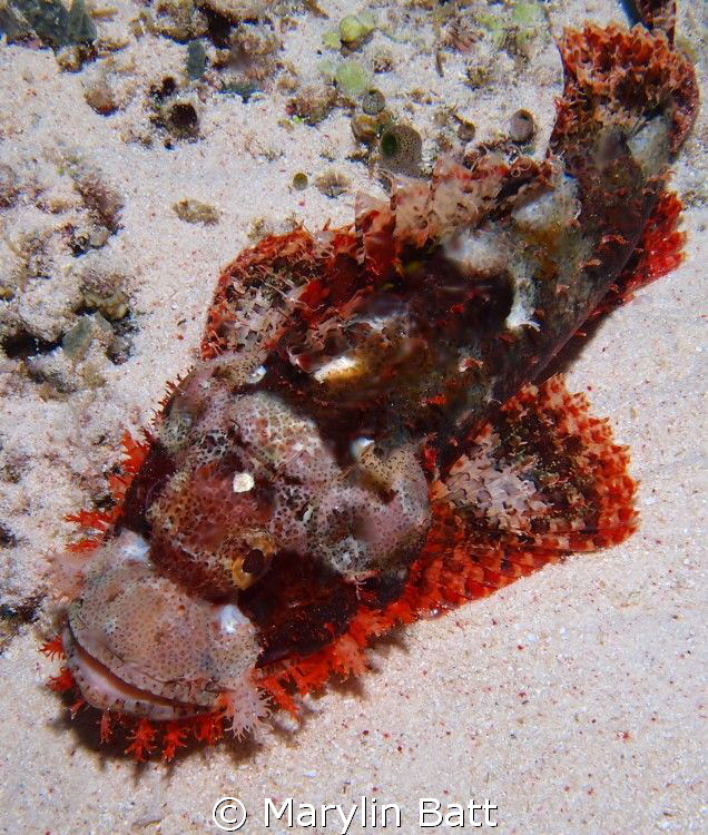 Scorpion fish with beautiful red accents against the whit... by Marylin Batt 