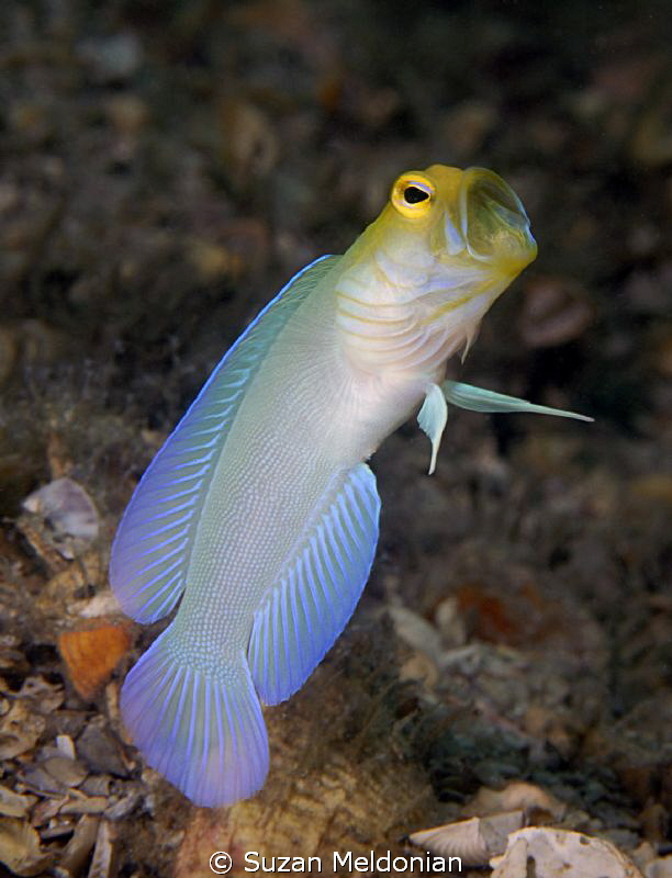 Yellow headed jawfish by Suzan Meldonian 