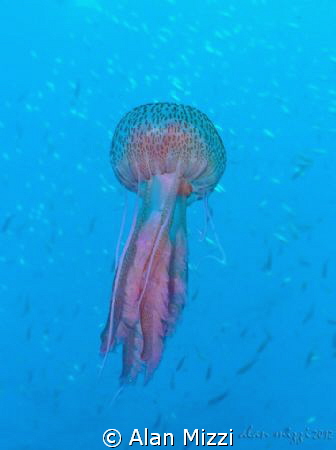 Jellyfish by Alan Mizzi 