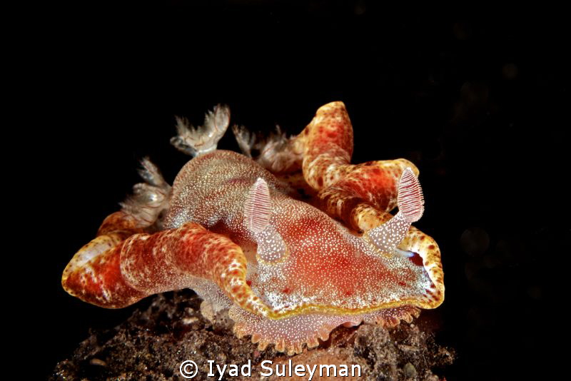 Hexabranchus sanguineus by Iyad Suleyman 
