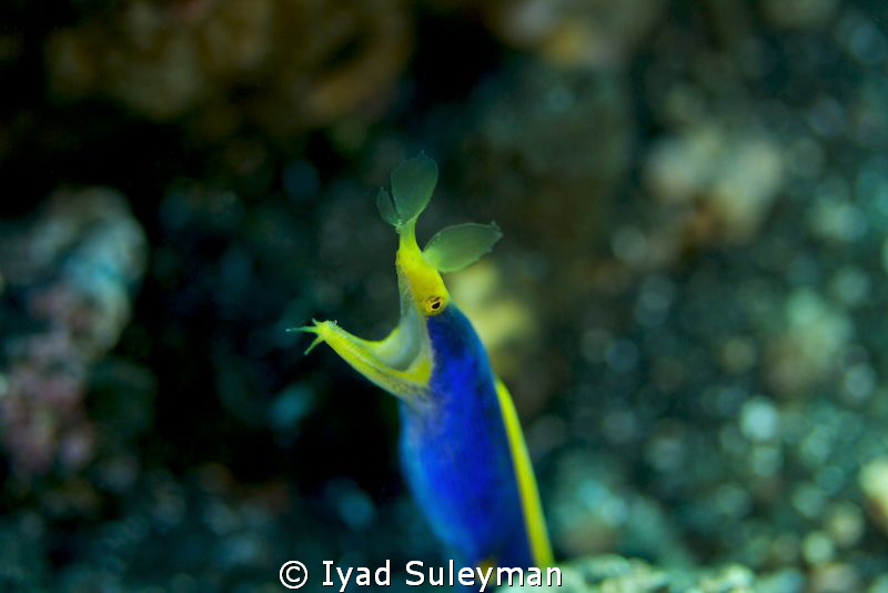 Blue Ribbon Eel
Canon 60D, 100 mm macro lens,
ISO 200, ... by Iyad Suleyman 