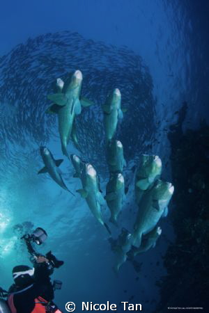 Photographer at work
Early morning dive at the Tulamben ... by Nicole Tan 