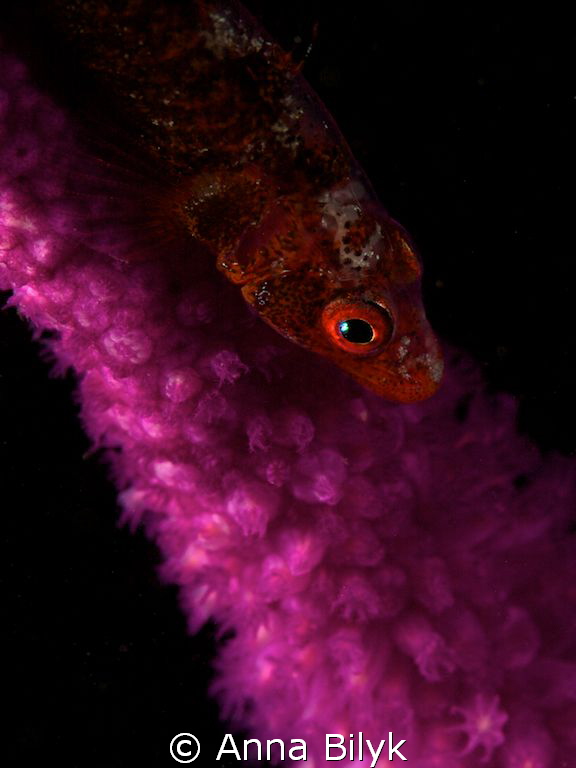 Whip goby by Anna Bilyk 