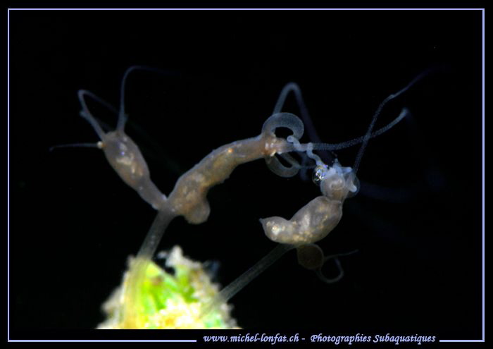 Hydras... :O)... by Michel Lonfat 