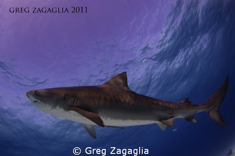 Tiger Beach 2011 by Greg Zagaglia 