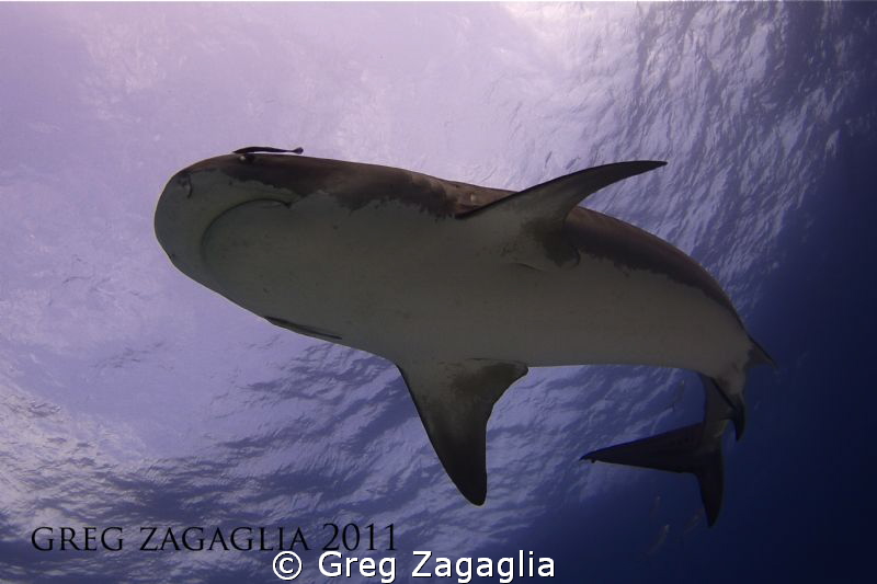 Underside shot of a female Tiger.  Tiger Beach 2011 by Greg Zagaglia 