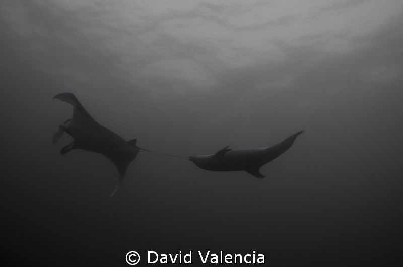 This bottlenose dolphin was creating quite a havoc on the... by David Valencia 