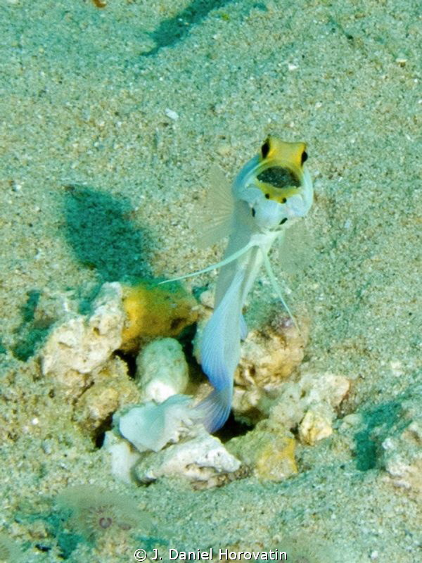 Came across this Yellowhead Jawfish with his mouthful of ... by J. Daniel Horovatin 