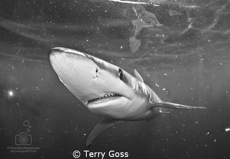 "comin' through!" - visibility drops with the waning sun ... by Terry Goss 