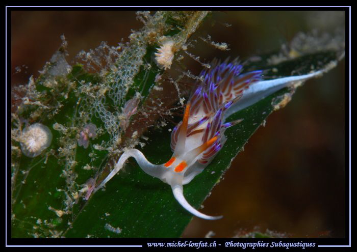 Hervia... :O)... by Michel Lonfat 
