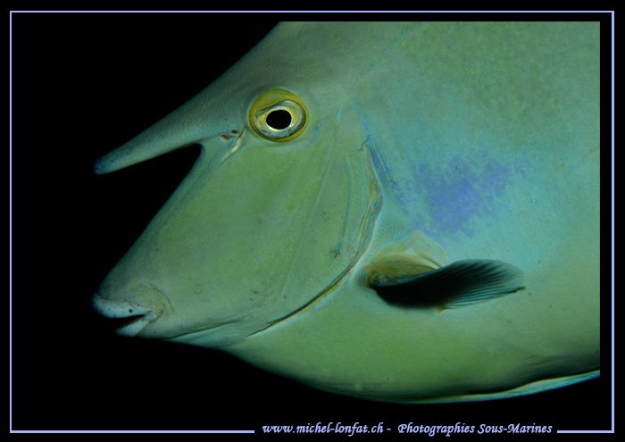 Shortnose unicornfish... :O)... by Michel Lonfat 