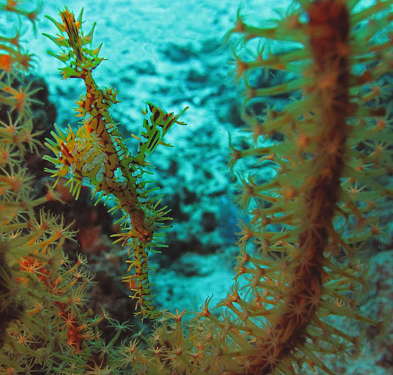 I'm a coral, believe me! by Chris Krambeck 