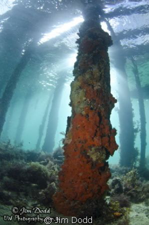 The view from under Rye Pier in Port Phillip Bay, Melbour... by Jim Dodd 